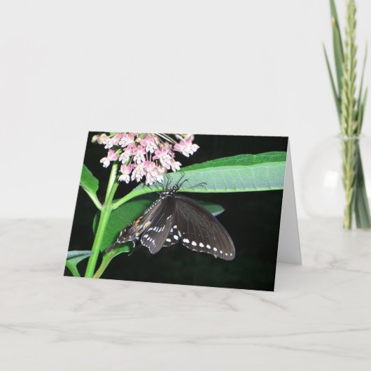 Carte Papillon de nuit noir à Shenandoah (Devant)