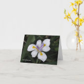 Carte Papillon iris (Fleur jaune)