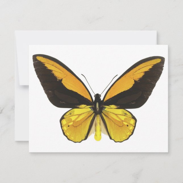 Carte Papillon jaune et noir (Devant)
