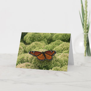Carte Papillon Limenitis Artémis Photographie De La Bell