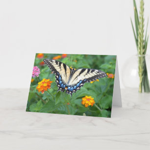 Carte Papillon - machaon oriental de tigre
