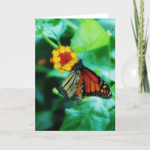 Carte papillon Monarch