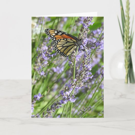 Carte Papillon Monarque dans un champ de lavande vierge (Devant)