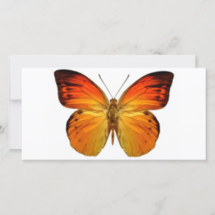 Carte Papillon orange clair