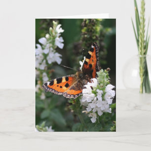 Carte Papillon orange et fleurs blanches