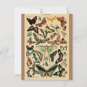 Carte Papillon papillon vintage Ancien art d'illustratio