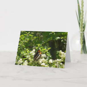 Carte Papillon-soeur de Californie en Yosemite