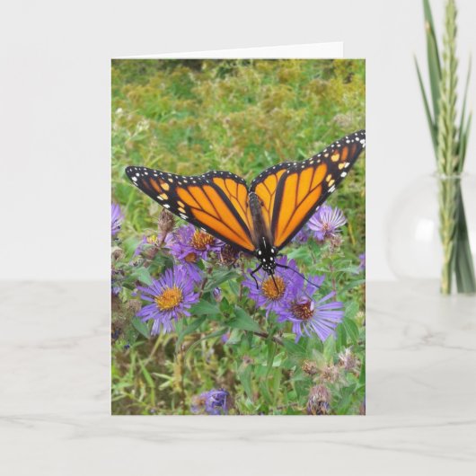 Carte Papillon sur Cornflowers Blank (Devant)