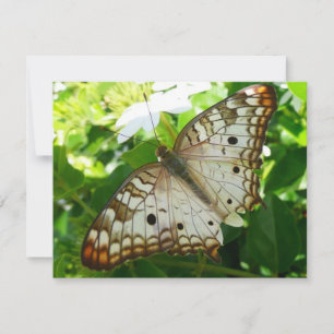 Carte Papillon sur Jasmin Photographie de la nature trop