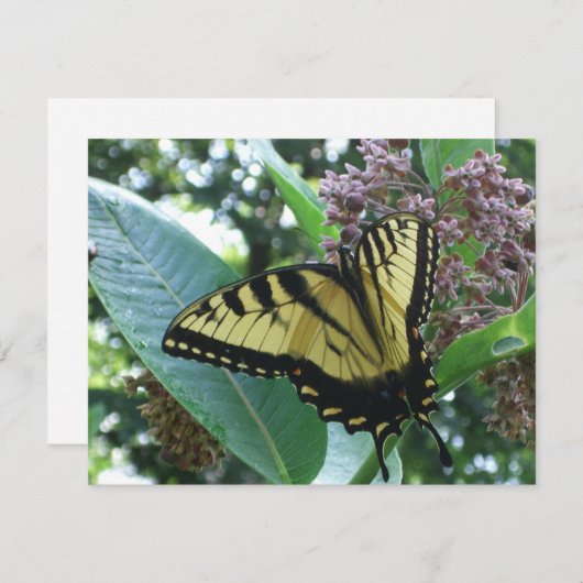 Carte Papillon Swallowtail I sur Milkweed à Shenandoah (Devant / Derrière)