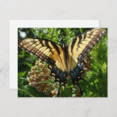 Carte Papillon Swallowtail III Belle photo colorée (Devant / Derrière)