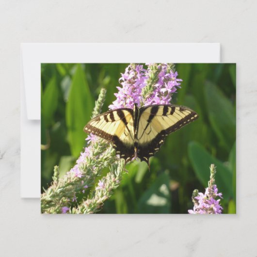 Carte Papillon Swallowtail sur Fleurs sauvages pourpres (Devant)