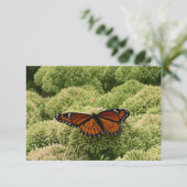 Carte Papillon Viceroy Belle photographie de la nature (Debout devant)