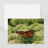 Carte Papillon Viceroy Belle photographie de la nature (Devant / Derrière)