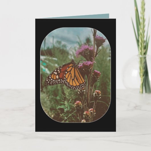 Carte papillons orange (Devant)
