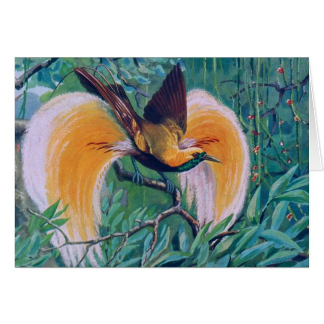 Carte Paradise Bird (Devant horizontal)
