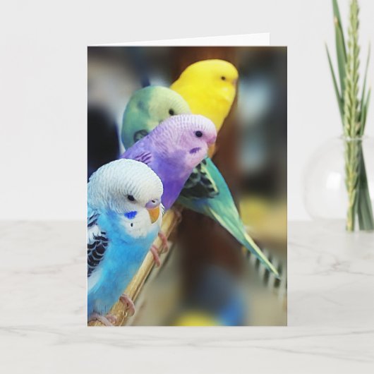 Carte Parakeets (Devant)