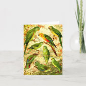 Carte Parakeets, Joyeux anniversaire (Devant)