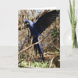 Carte Parrot