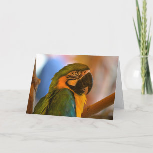 Carte Parrot Note
