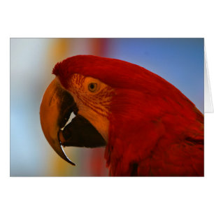 Carte Parrot Note