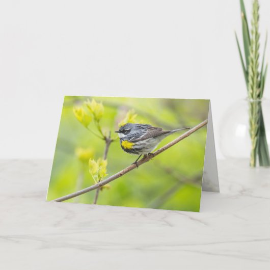Carte Paruline à croupion jaune (Devant)