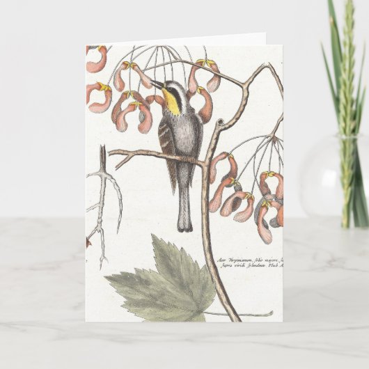 Carte Paruline à gorge jaune / Seligmann - Catesby (Devant)