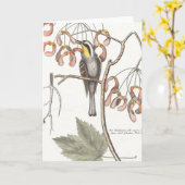 Carte Paruline à gorge jaune / Seligmann - Catesby (Fleur jaune)