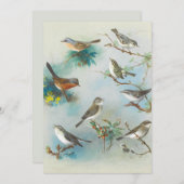 Carte Paruline et Wrens, (Devant / Derrière)