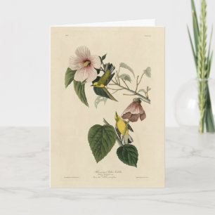 Carte Paruline jaune à ailes bleues - Audubon Birds Amér