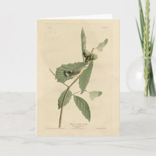 Carte Paruline noire et jaune, Audubon's Birds of Americ