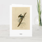 Carte Paruline rampante - Audubon's Birds of America (Dos)