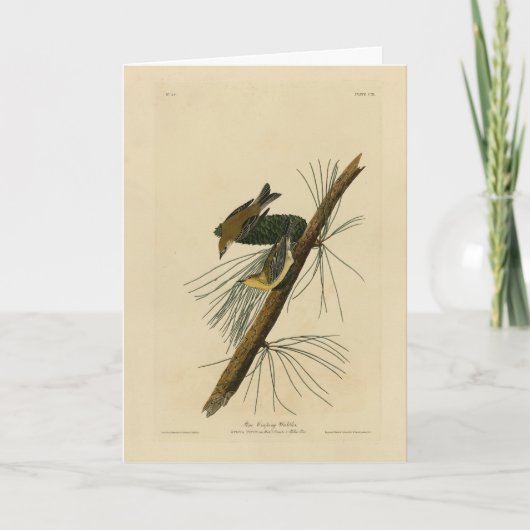 Carte Paruline rampante - Audubon's Birds of America (Devant)