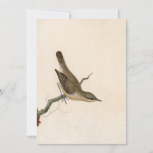 Carte Paruline Reed Wren William Lewin