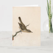 Carte Paruline Reed Wren | William Lewin (Devant)