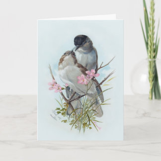 Carte Parulines Casquettes noires