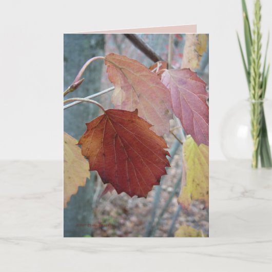 Carte Pas encore tombé (Devant)