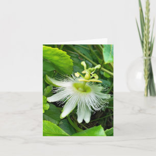 Carte Passiflore blanche