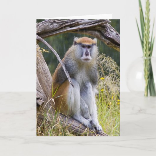 Carte Patas Monkey (Devant)