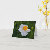 Carte Pavot cultivé sauvage (Fleur jaune)