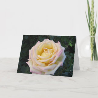 Carte Peace Rose