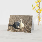 Carte Peacock Blanc, Idaho (Fleur jaune)