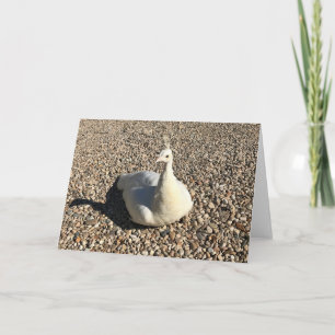 Carte Peacock Blanc, Idaho