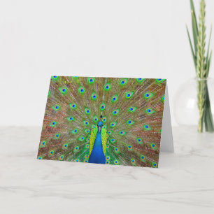 Carte Peacock bleu #3