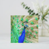 Carte Peacock Plumage (Debout devant)