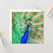 Carte Peacock Plumage (Devant/Arrière en situation)