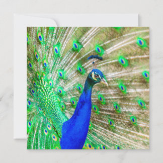 Carte Peacock Plumage
