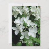 Carte Pee Gee Hydrangea Fleurs blanches vierges plates (Devant)