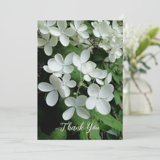 Carte Pee Gee Hydrangea Fleurs blanches vierges plates (Debout devant)