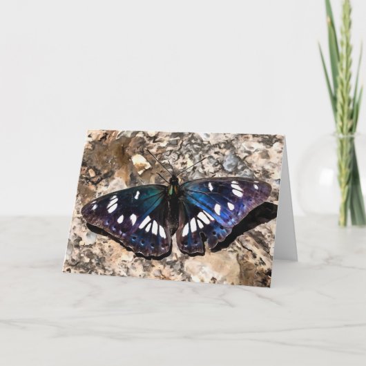 Carte Peinture de papillon bleu de l'amiral blanc du sud (Devant)